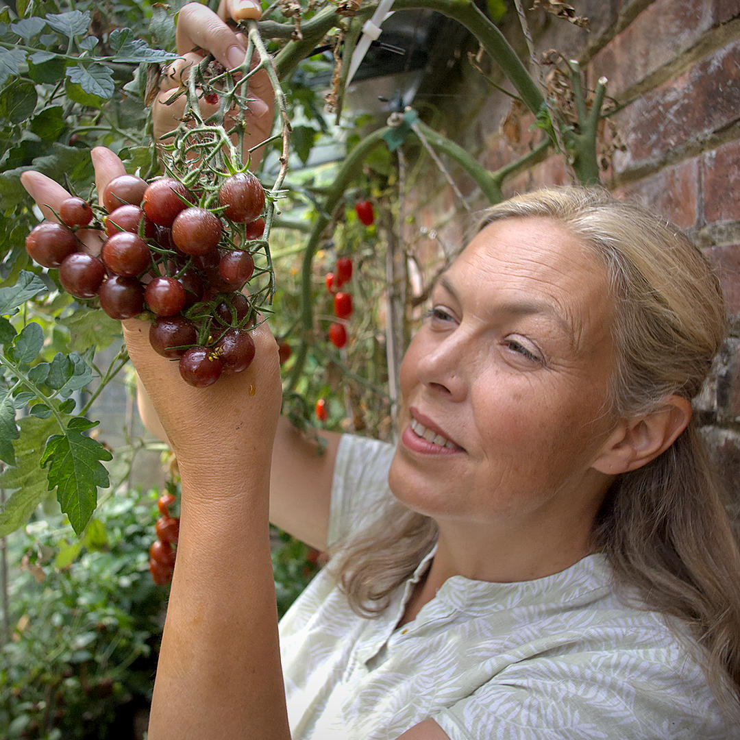 world of chillies sun chocolate tomato plant with ripe truss