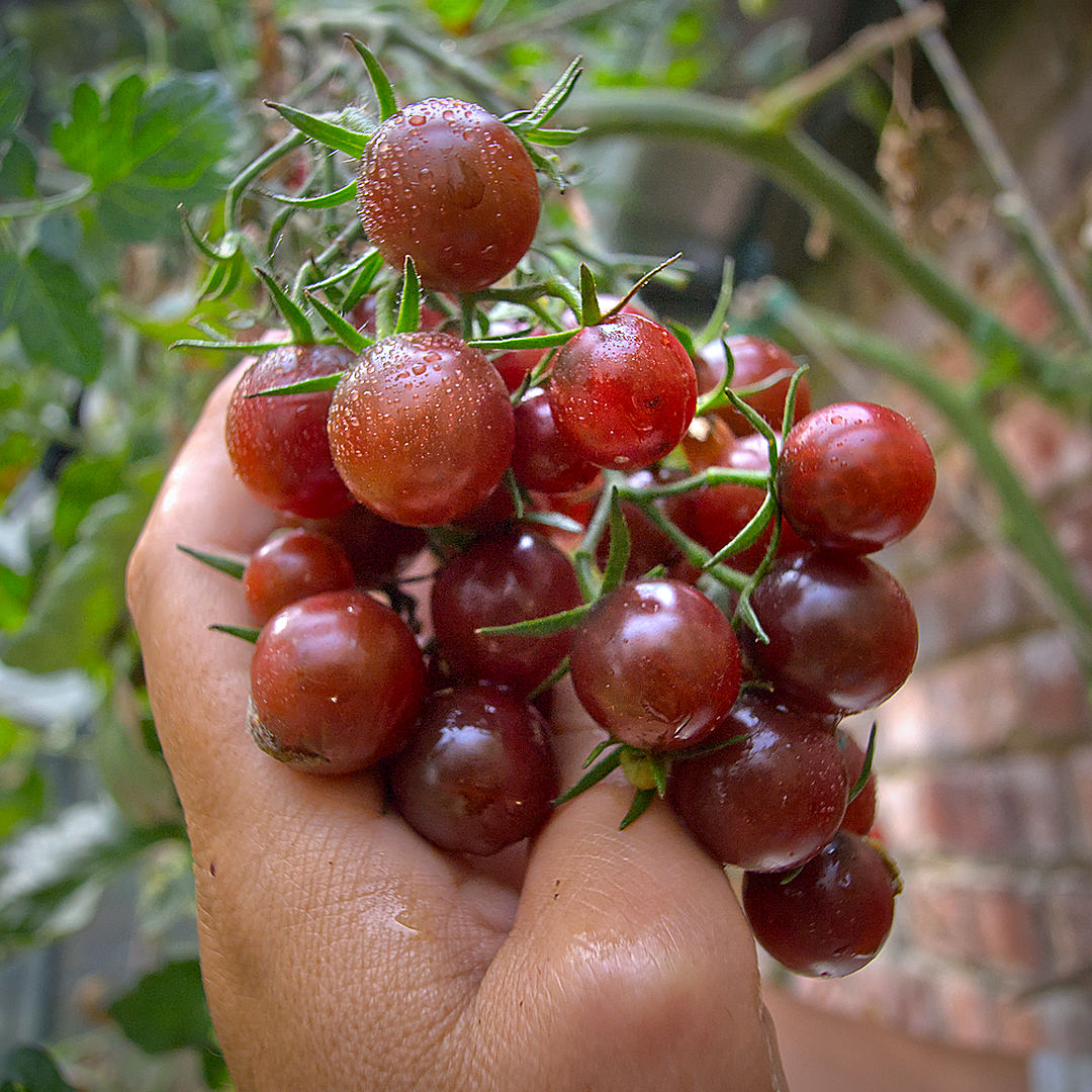 world of chillies sun chocolate tomato plant with dark-shouldered fruit