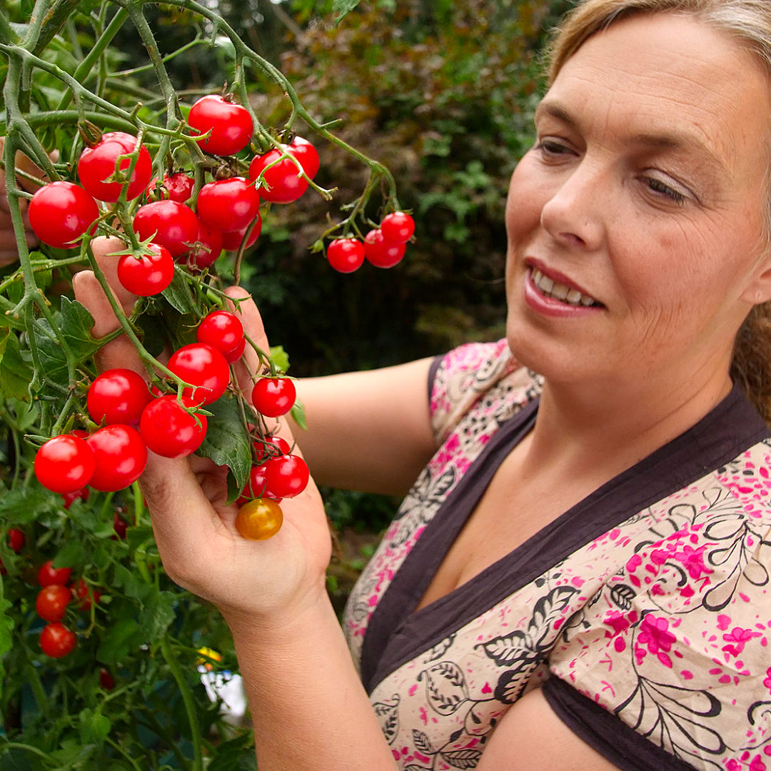 world of chillies uncherry cherry tomatoes greenhouse grown