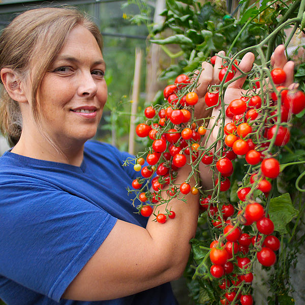 world of chillies sweet million cherry tomato heavy cropping trusses