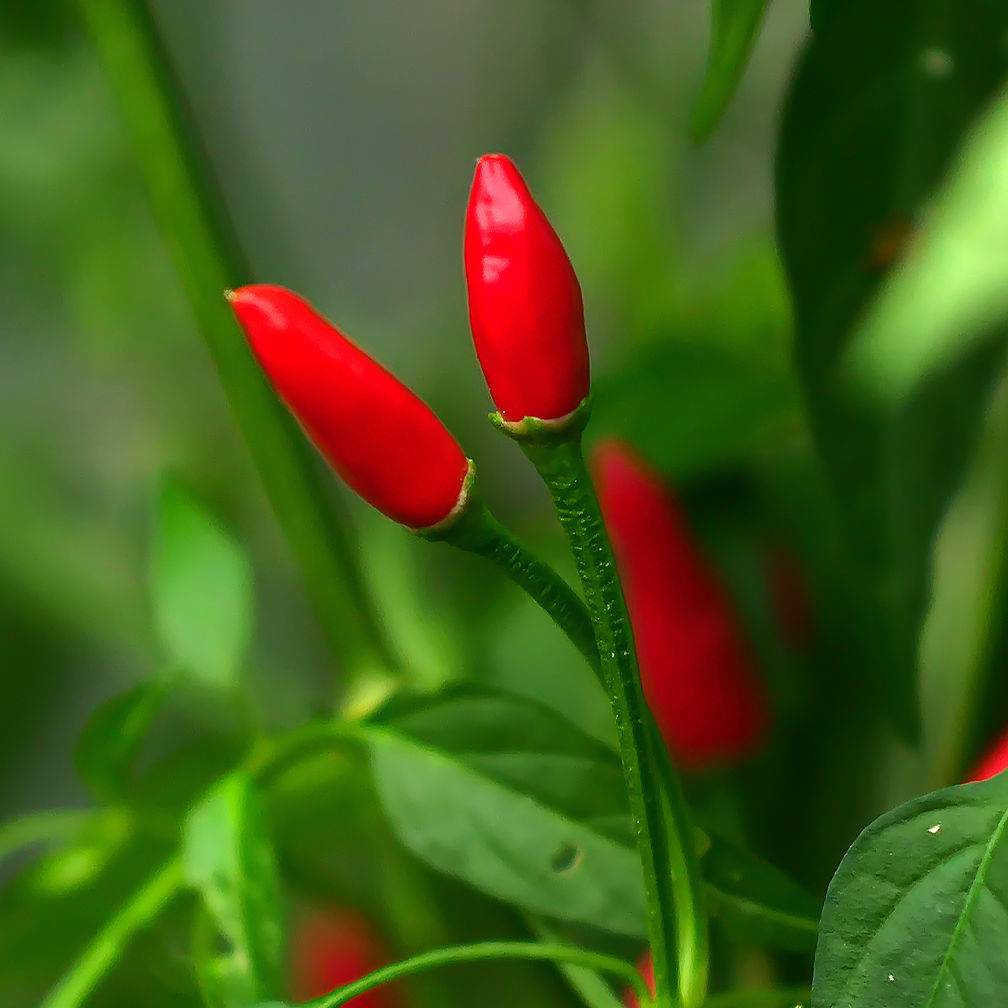 World of Chillies Thai Demon Chilli up close