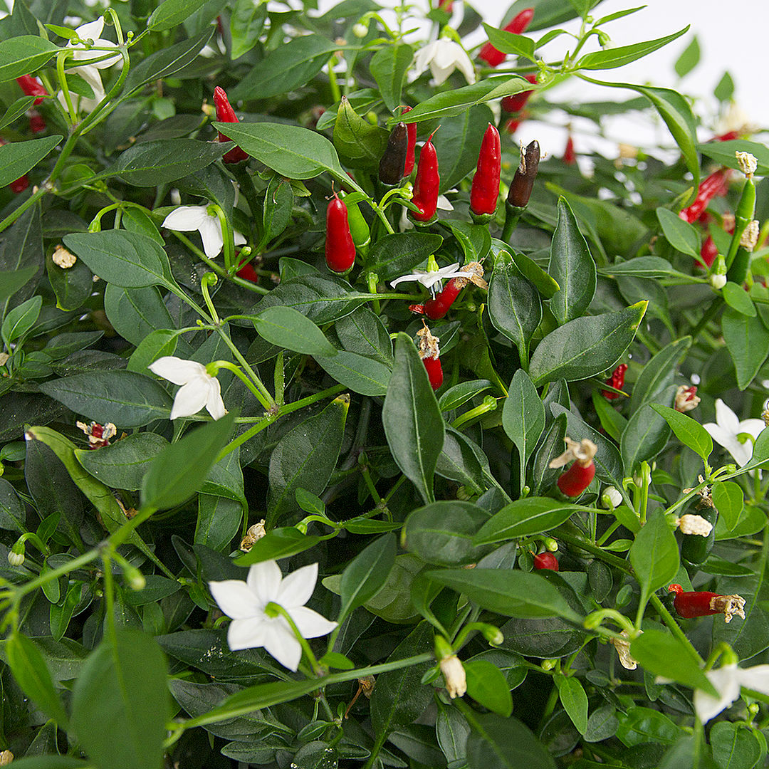 World of Chillies Thai Demon Chilli flowering