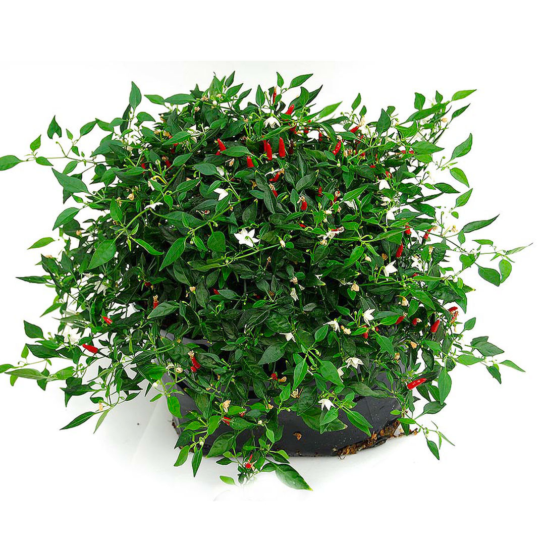World of Chillies Thai Demon Chilli compact bush flowering