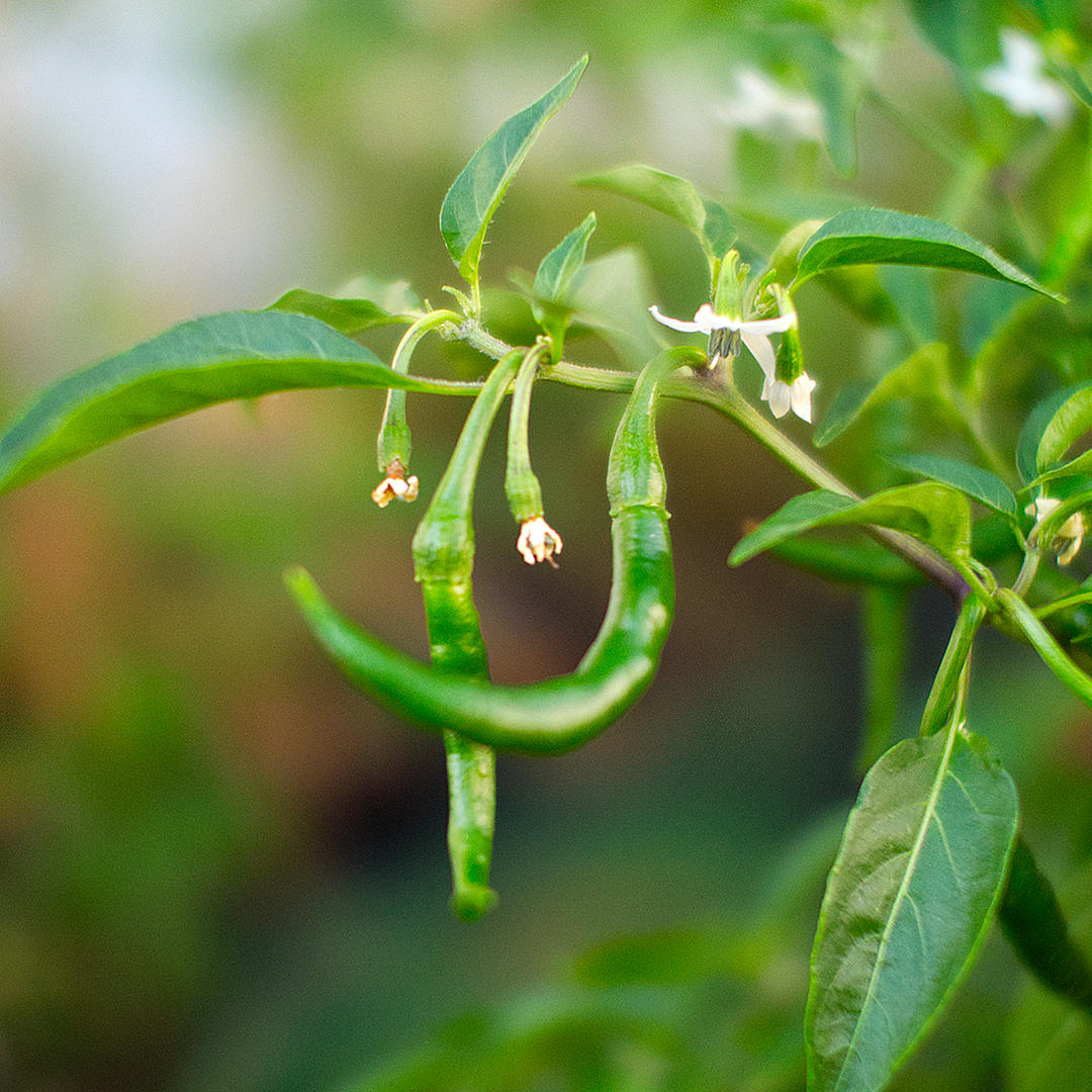 World of Chillies Thai Dragon green pods developing on plant