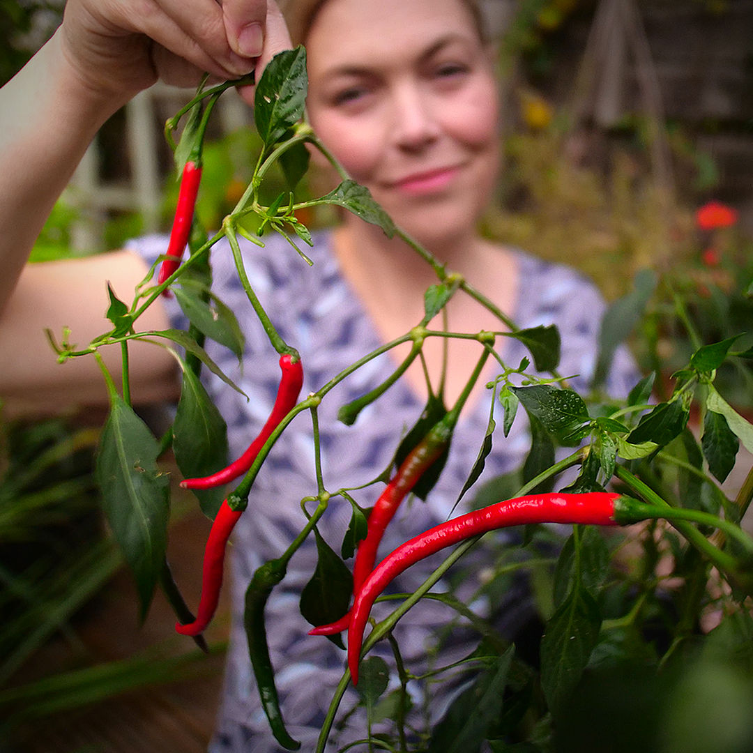 World of Chillies Thai Dragon chillies held in hand