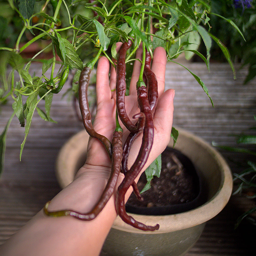 World of Chillies Thunder Cacho chilli pods hanging on plant