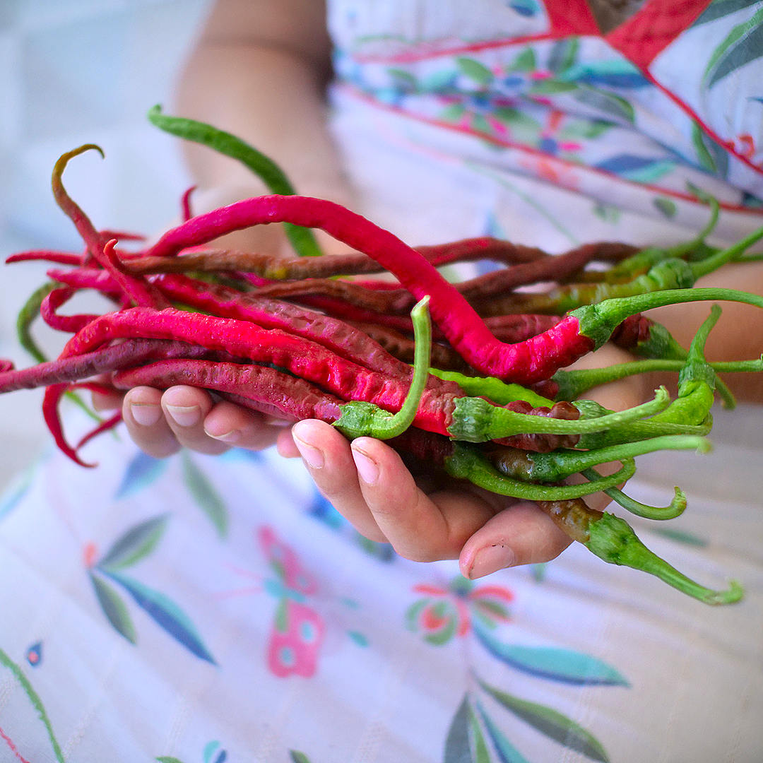 World of Chillies Thunder Mountain Longhorn chillies freshly harvested