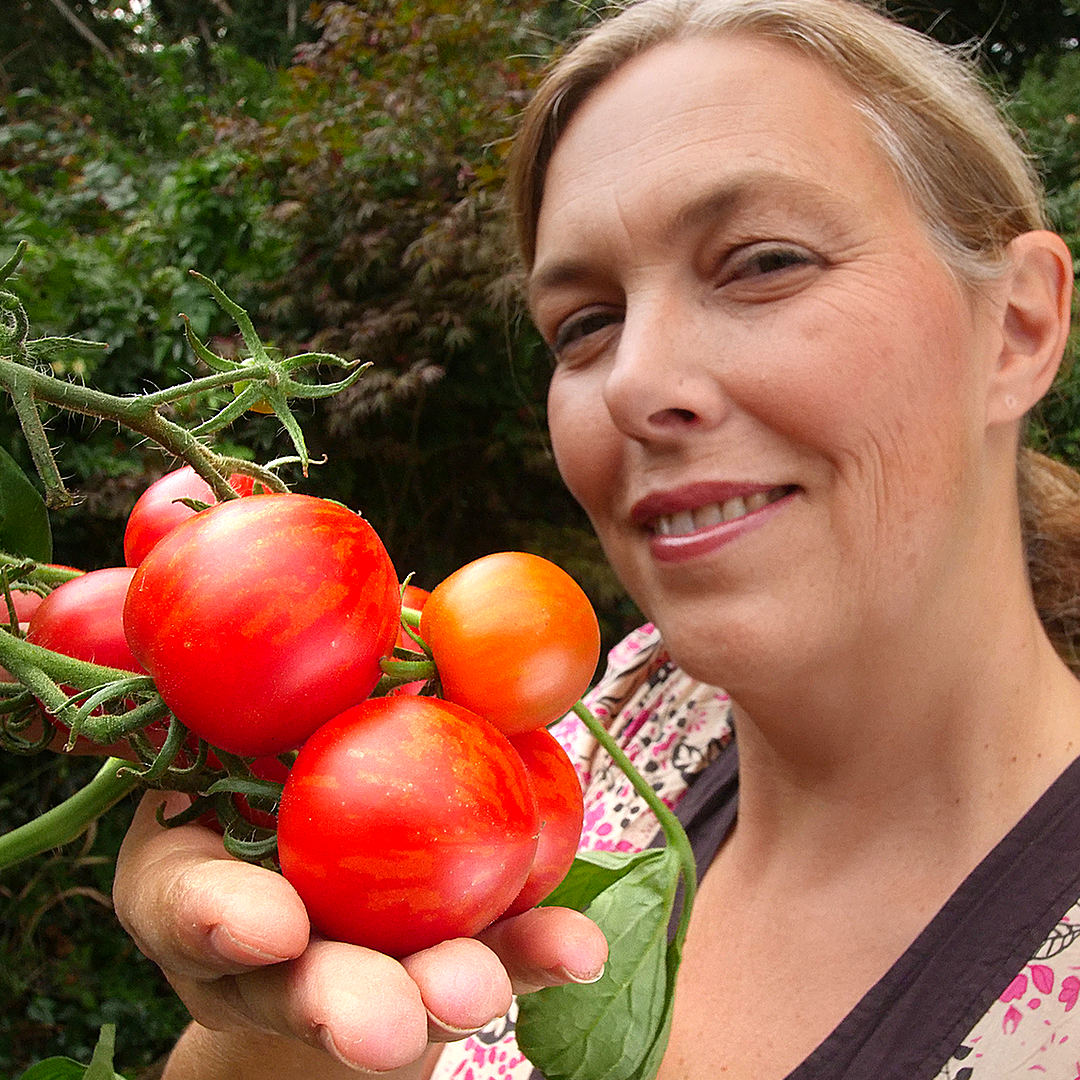 world of chillies tigerella tomato plant grown outdoors with ripe fruit