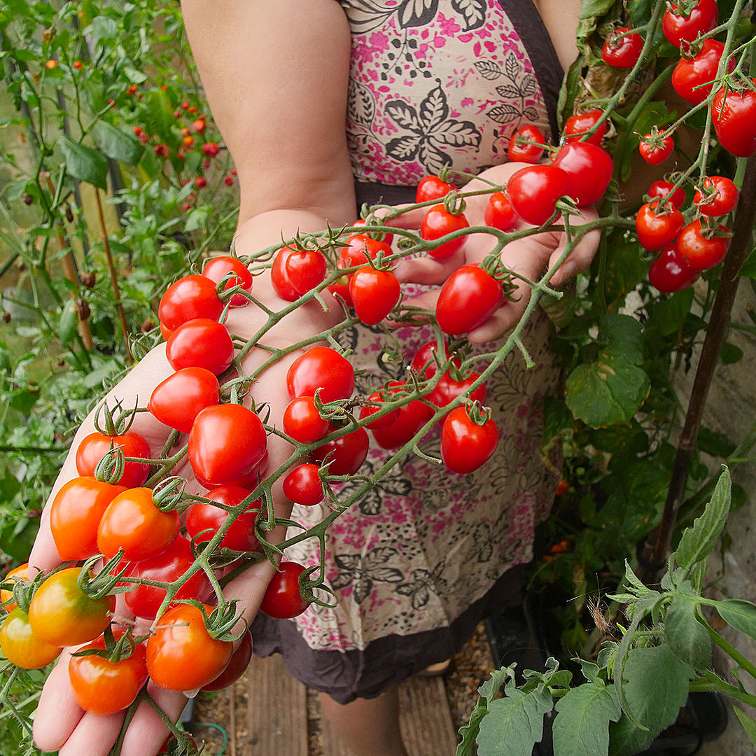 tomatoberry tomato truss in hands