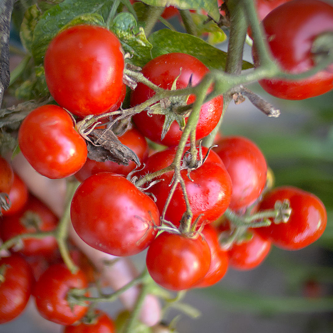 world of chillies totem cherry tomatoes grown outdoors
