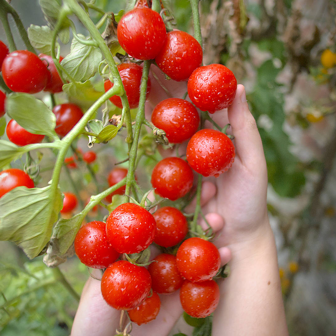 world of chillies tremolo tomato plant with mixed ripeness truss