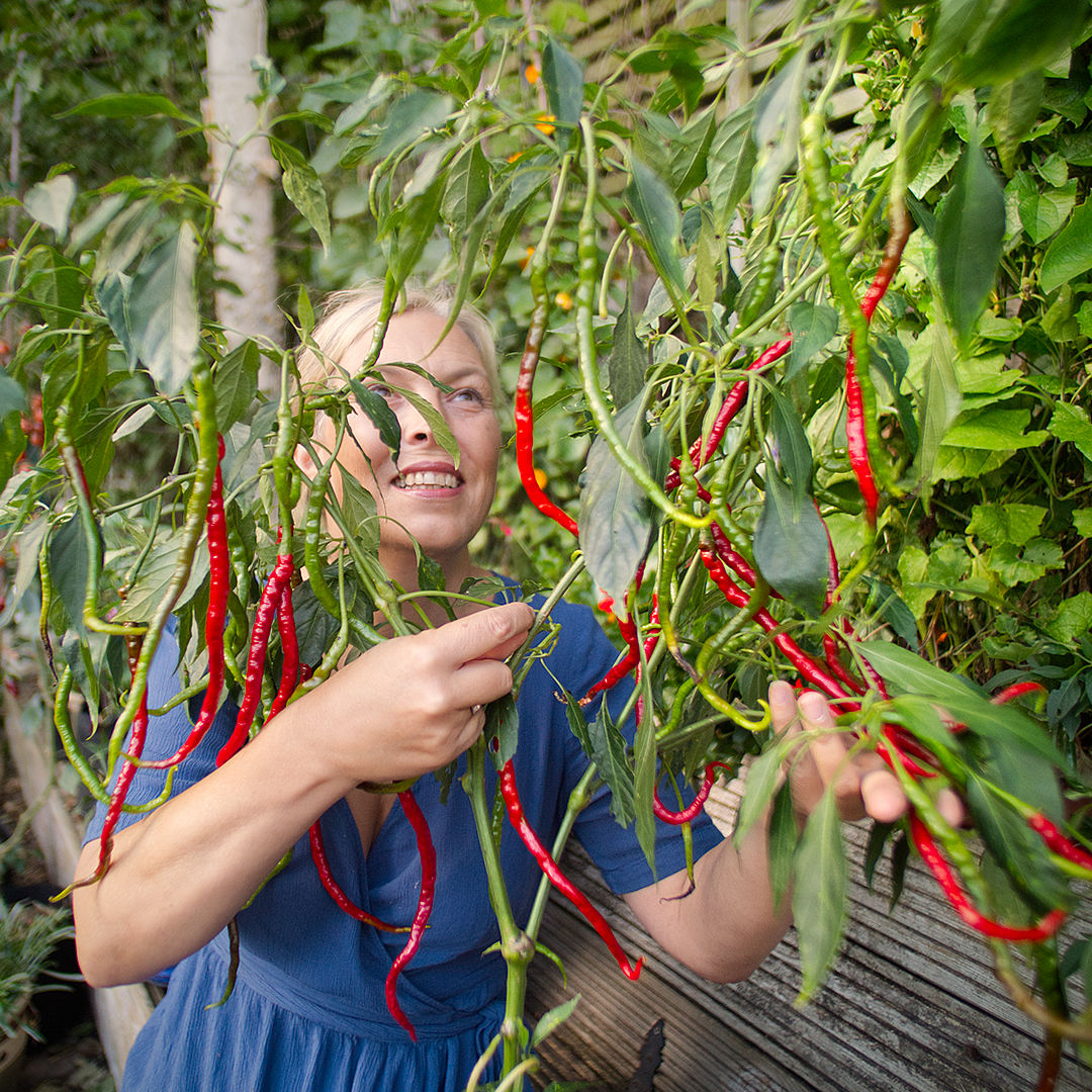 World of Chillies Turkish Snake chilli plant with long pods
