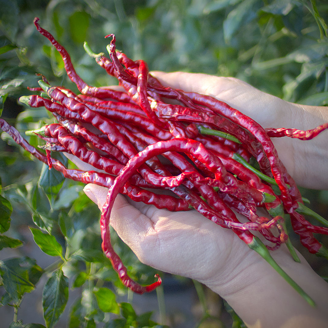 World of Chillies Turkish Snake chilli dried whole pods