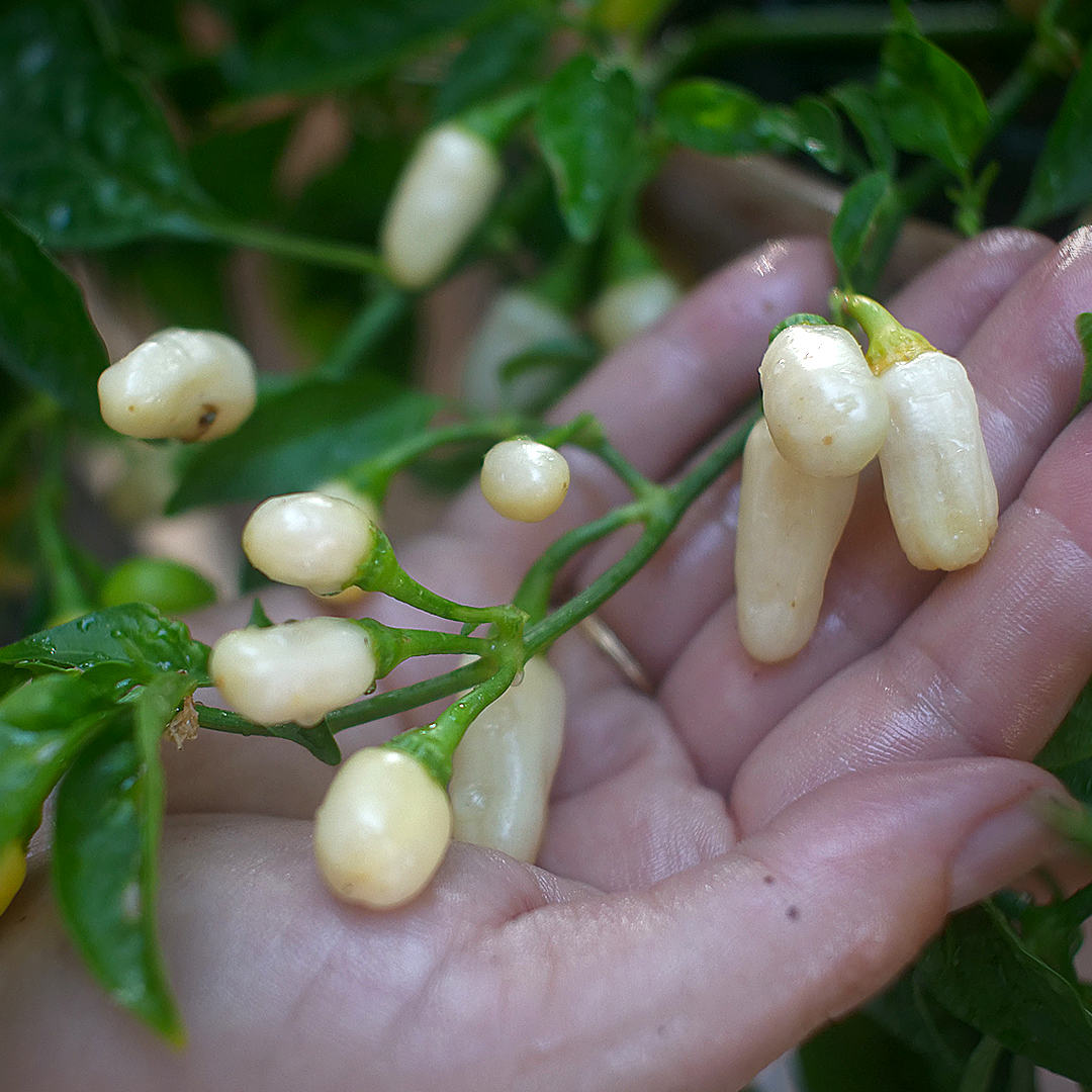 World of Chillies White Habanero up close