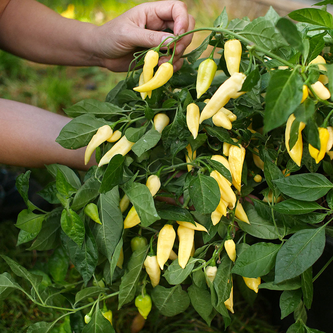 World of Chillies Wraith chilli plant covered in yellow fruit, lush foliage and strong growth