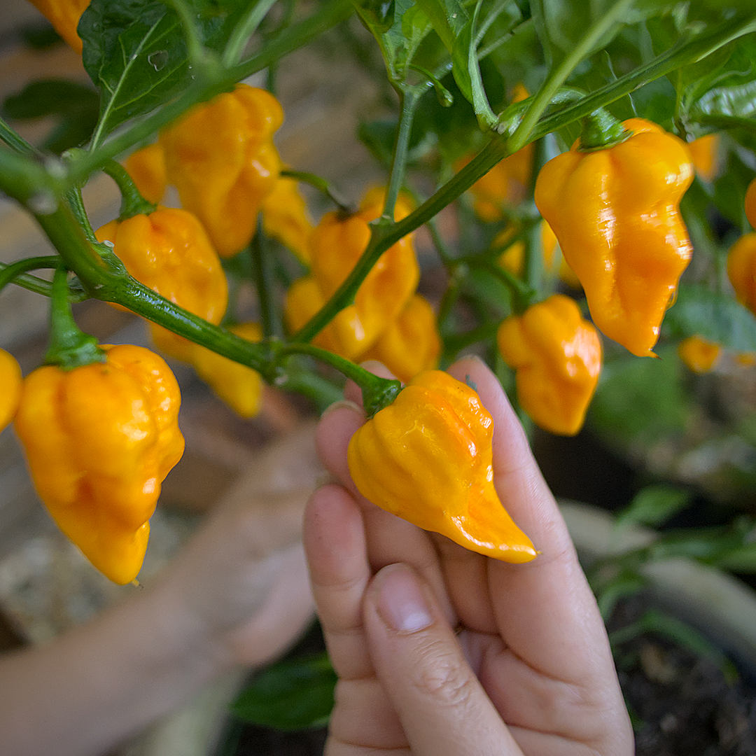 World of Chillies Yellow Moruga Scorpion chillies on plant, held
