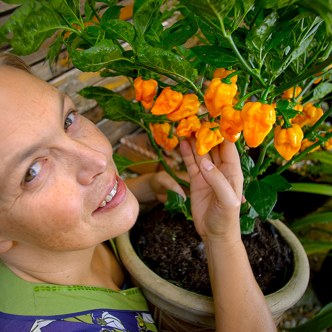 World of Chillies Yellow Moruga Scorpion chilli plant with grower holding pot
