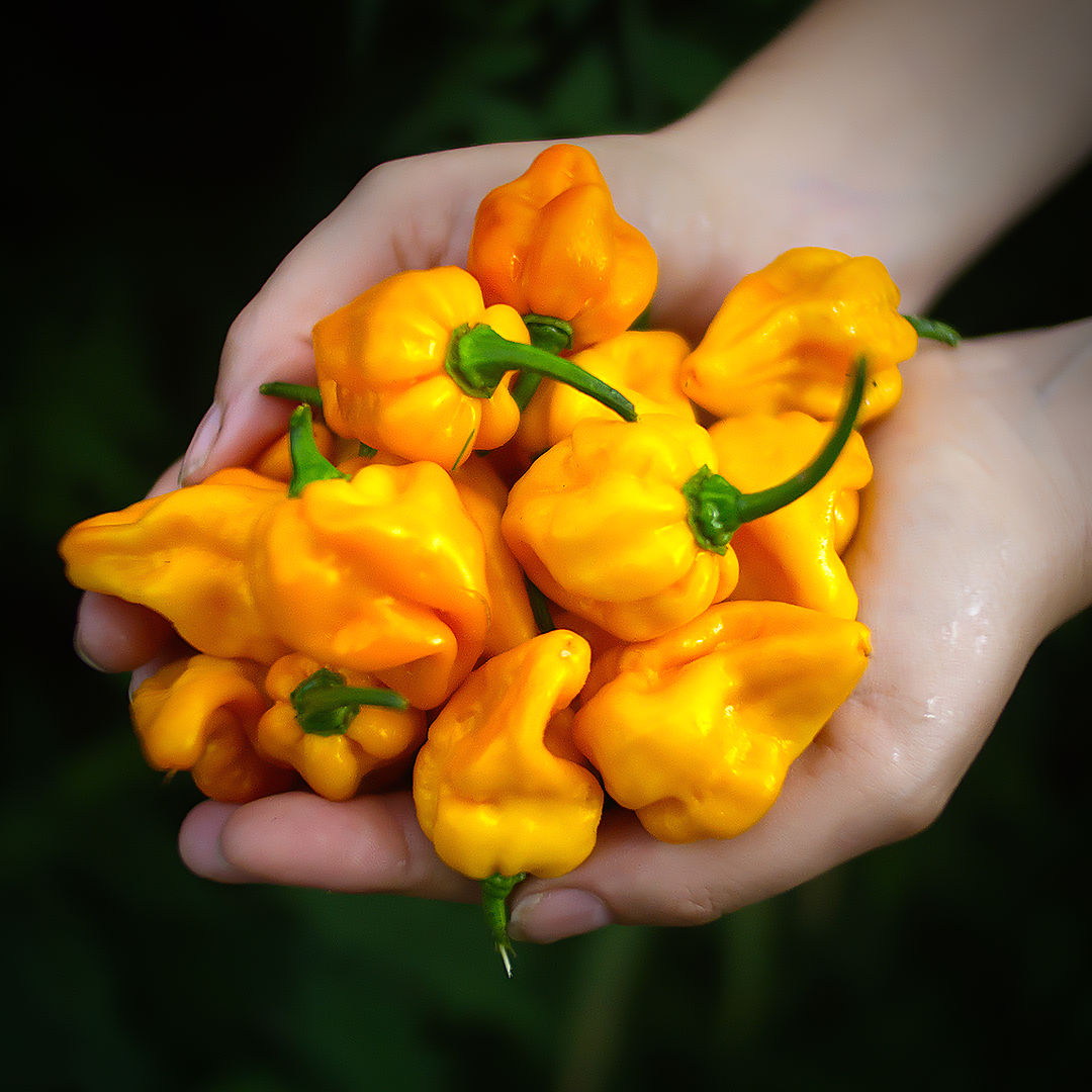 World of Chillies Yellow Moruga Scorpion chillies freshly picked and held in hands