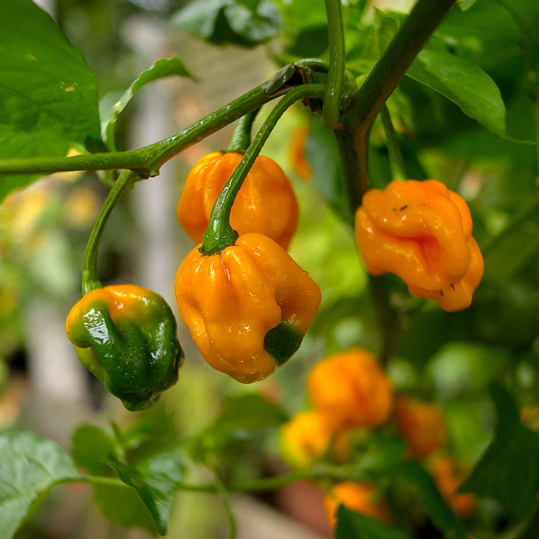 World of Chillies Yellow Moruga Scorpion chillies ripe on bush
