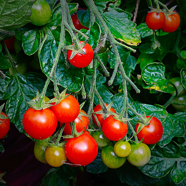 World of Chillies: Cherry Falls tomatoes on bush