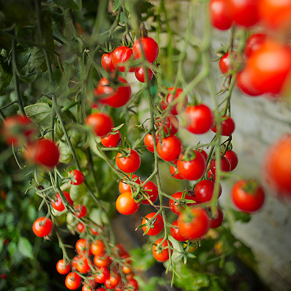 World of Chillies: Sweet Million tomatoes in profusion