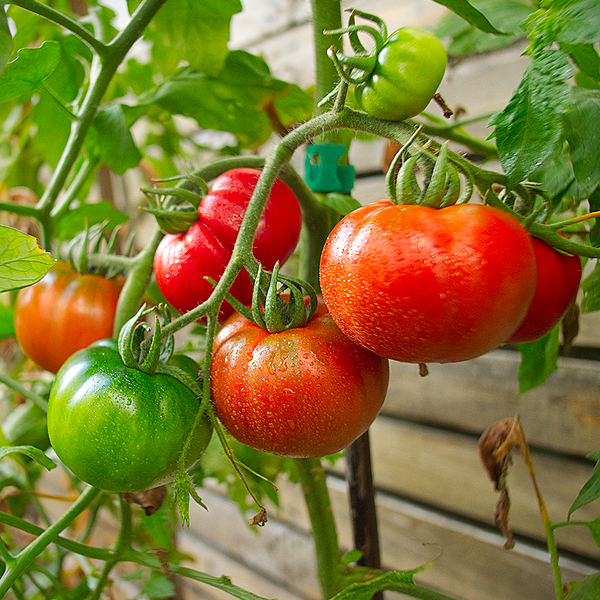 World of Chillies: Purple Cherokee tomatoes on board