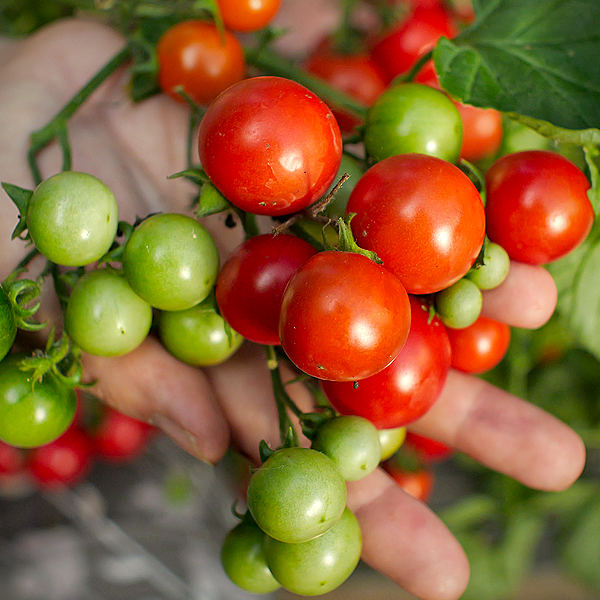 World of Chillies: Tumbling Tom tomatoes in bow